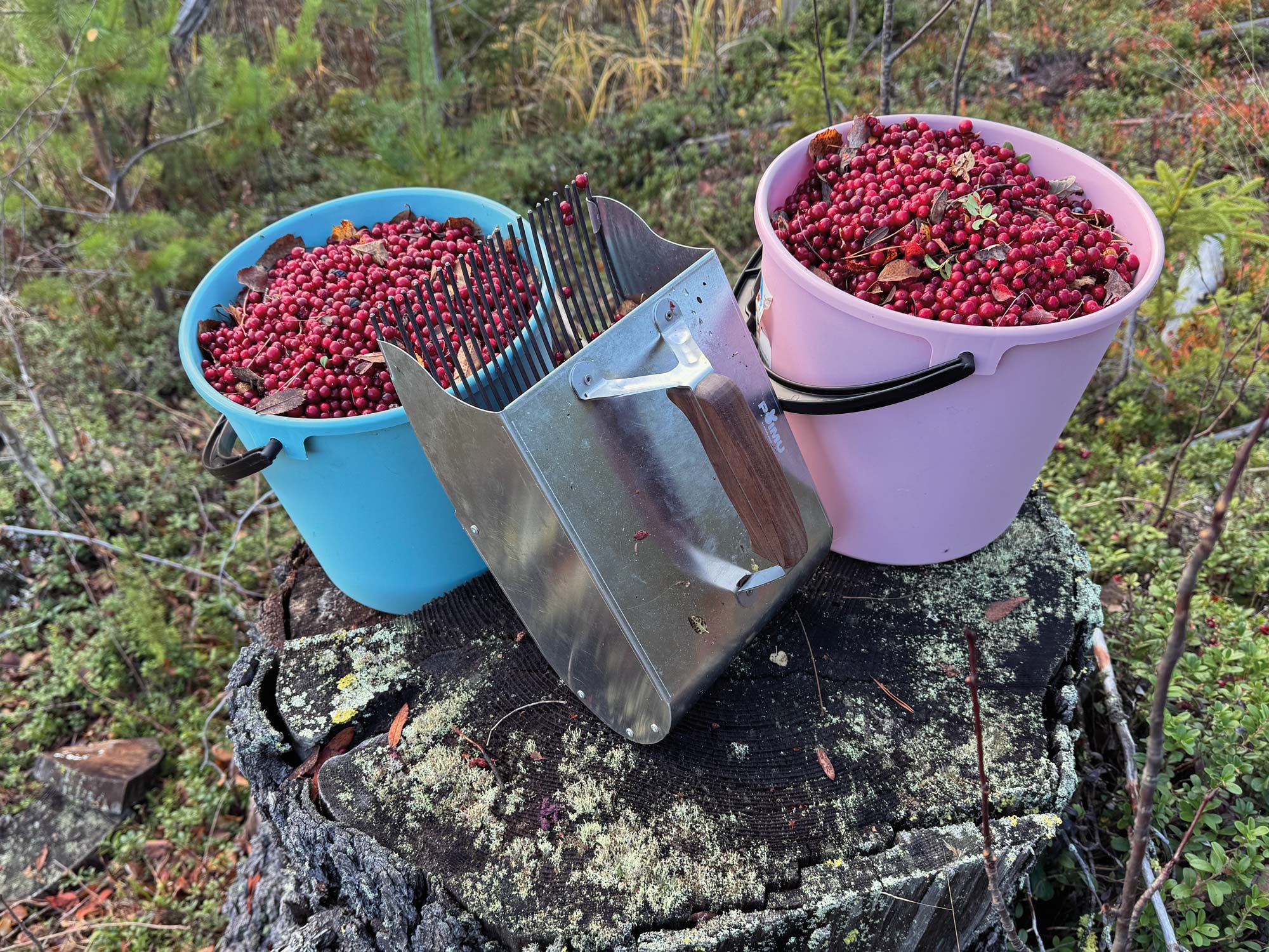 berry-picking-guide