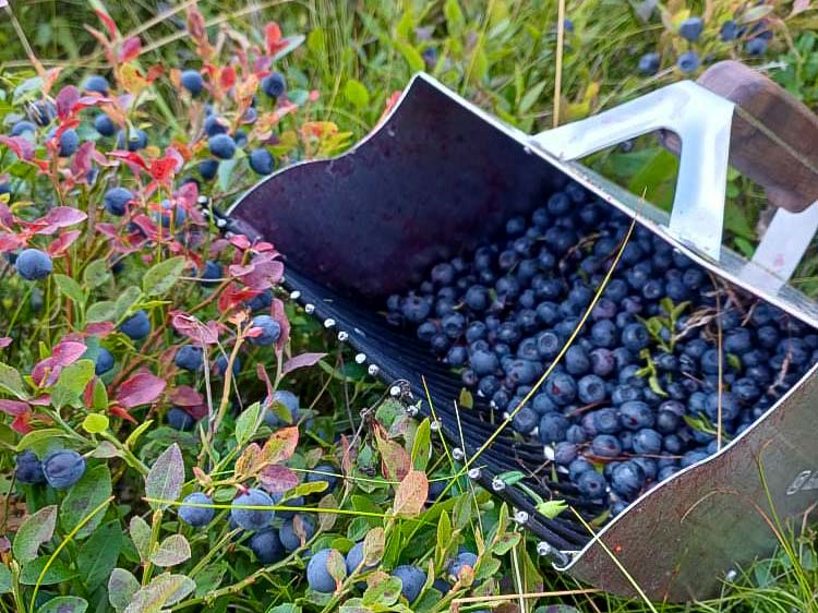 Berry Picking Tips